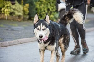 Å gå ned i vekt sammen med hunden din