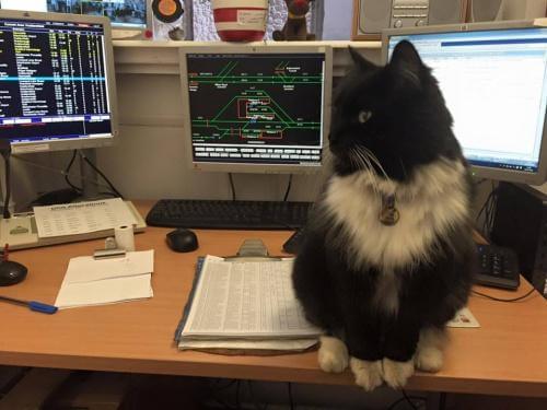 Katt ble museumsforvalter