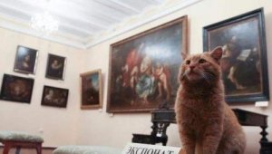 En katt ble museumsforvalter