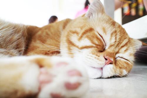 Katt sover