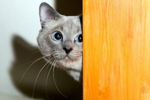 Hvordan vinne en katt sin tillit