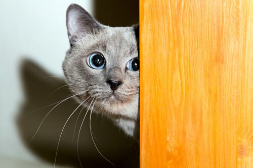 Hvordan vinne en katt sin tillit
