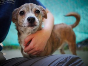 Hunder reduserer astmasymptomer hos barn