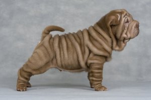 Shar pei-hunder: Hvorfor de har så mange rynker