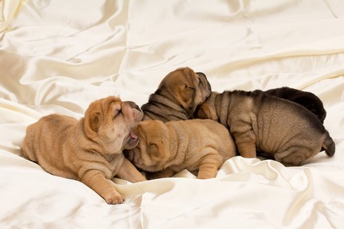 Shar pei hunder