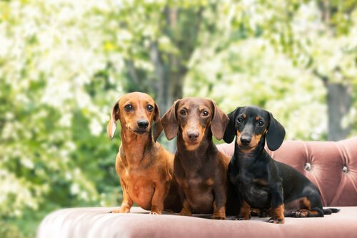 Tre dachshunder