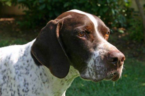 braque francais hund