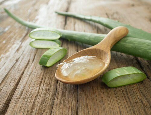 aloe vera for kjæledyr