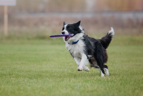border collie løper med en frisbee i munnen