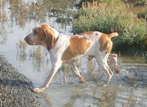 Ulike typer pointere: bracco italiano