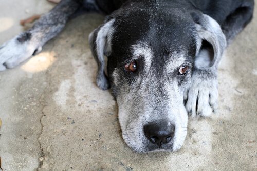 kognitiv dysfunksjon hos hunden