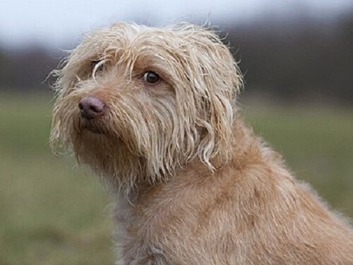 En hollandsk smoushond poserer