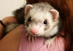 Ilderatferd: Det du trenger å vite