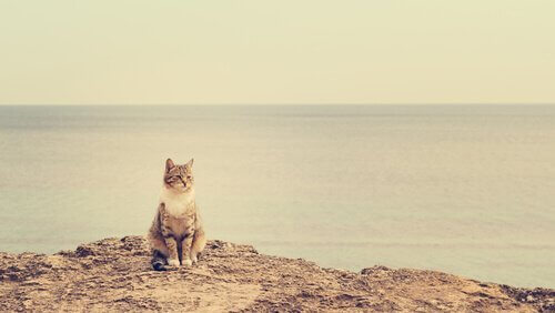 En katt