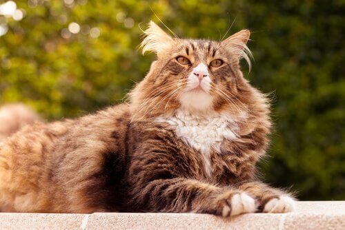 En maine coon