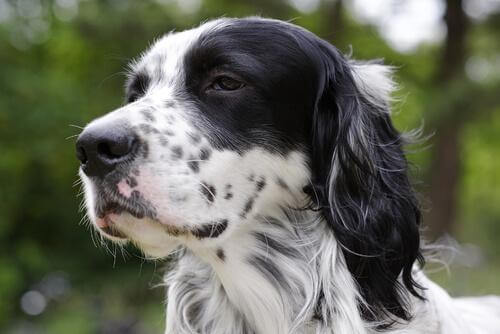 Beste jakthunden: Engelsk setter