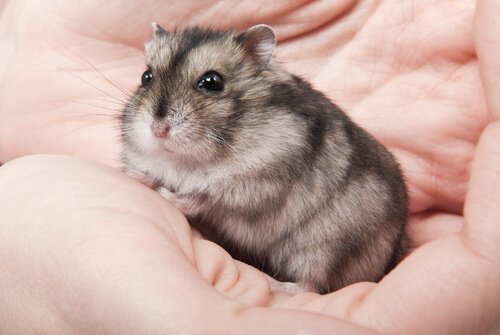 Et hamster