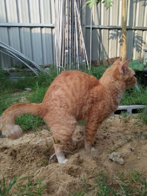 Forstoppelse hos kjæledyr