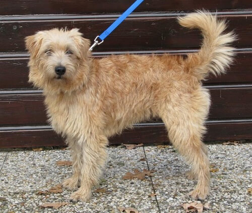 Hollandsk smoushond på tur