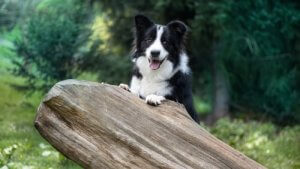 Slik trener du en border collie, en intelligent hundrase
