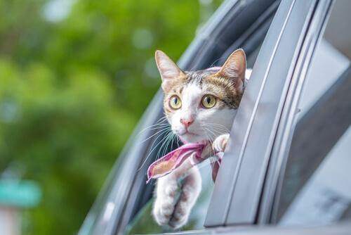 katt i bil