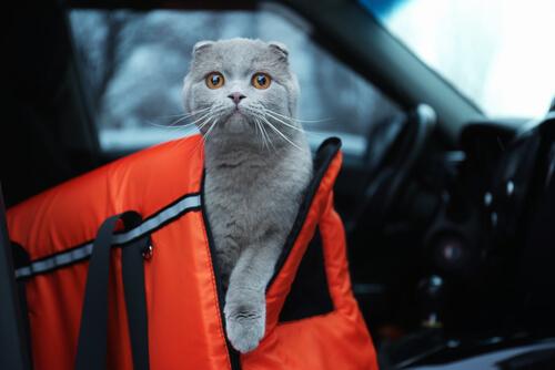 reise med katt