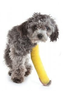 Små hunderaser som halter