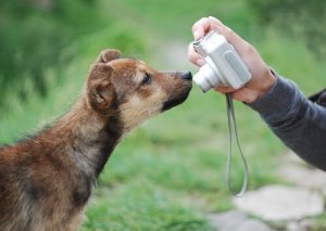 Tips for å ta gode bilder av hunden din