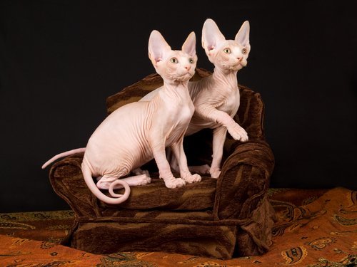 To sphynx