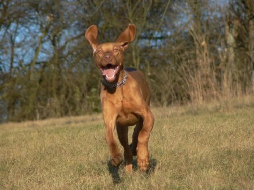 Vizsla rasen