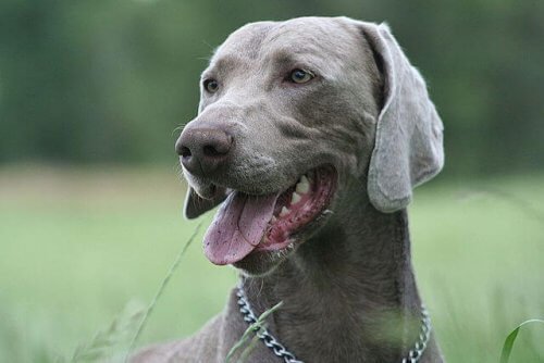Weimaraner hunderase