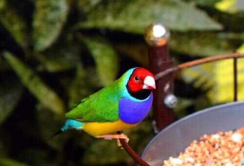 fargerik Gouldamadin