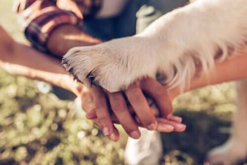  Hund legger poten sin i en haug