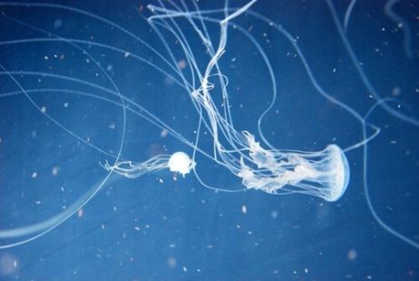 Sjøveps er blant de mest dødelige dyrene