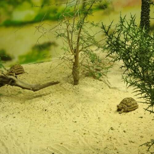 terrarium til skilpadden