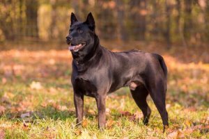 Thai ridgeback-hund: En unik spisshund fra Thailand