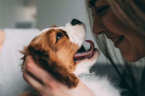 Slik skal du snakke med hunden din
