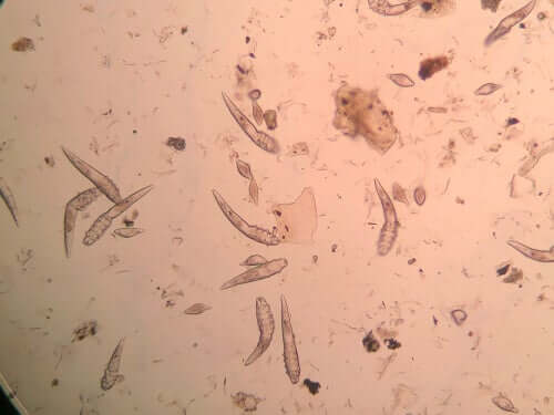 Demodex canis midder