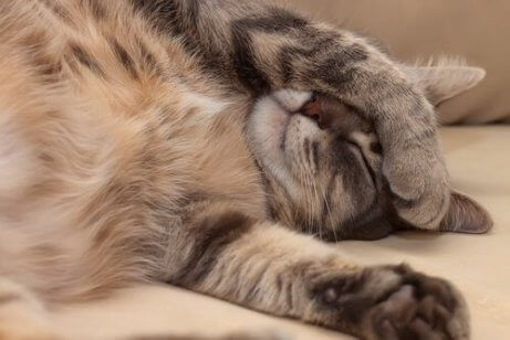 En katt som sover
