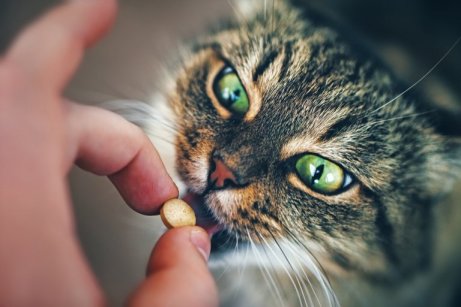 Behandling av hypertrofisk kardiomyopati hos katter