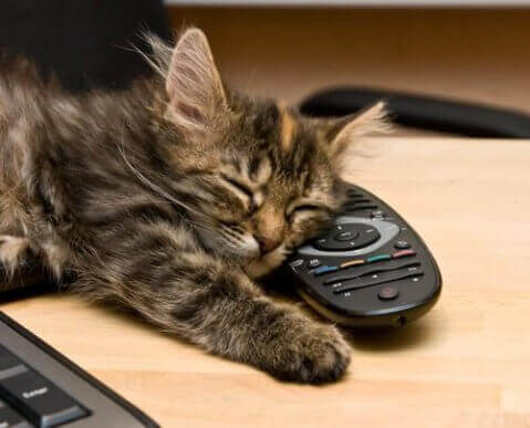 Katter oppfatter usynlig energi fra enheter