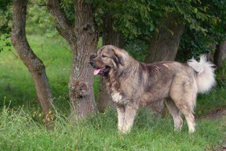 Opprinnelsen til kaukasisk ovtcharka