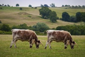 Kloning av dyr: Fordeler og ulemper