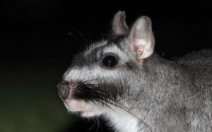 Møt pampasviscacha - Den eneste arten i sin slekt