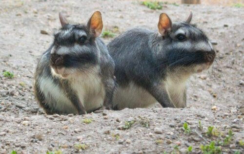 pampasviscacha