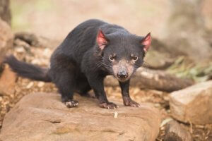 Australia: Det sørlige landet fullt av pungdyr
