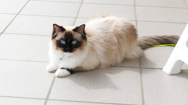 ragdoll katt