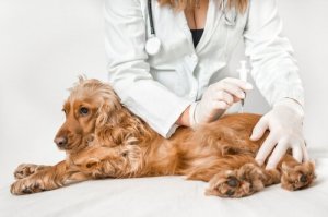 Få svar: Kan hunden din gi deg salmonella?