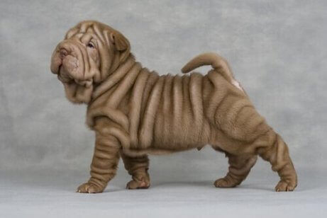 En rynket Shar Pei-hund