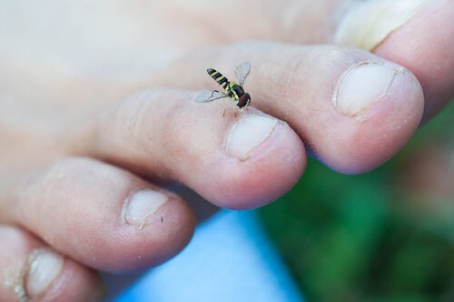 blomsterfluer overfører ikke sykdommer